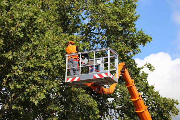 Tree and Shrub Care in Clifton Heights, PA